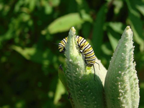 Monarch Caterpillar Braham