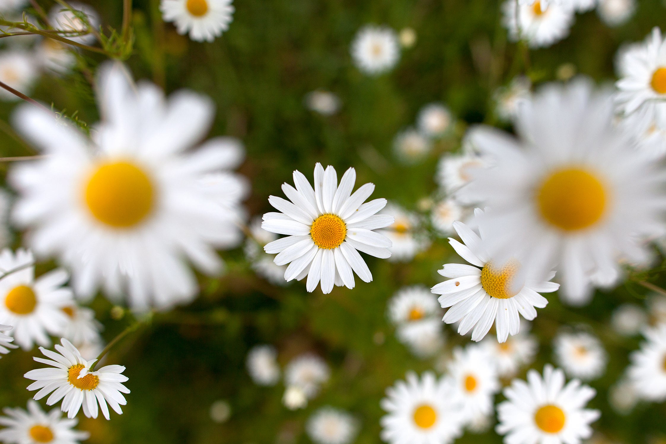 Daisies northwest Ontario DO 100008210 parallax