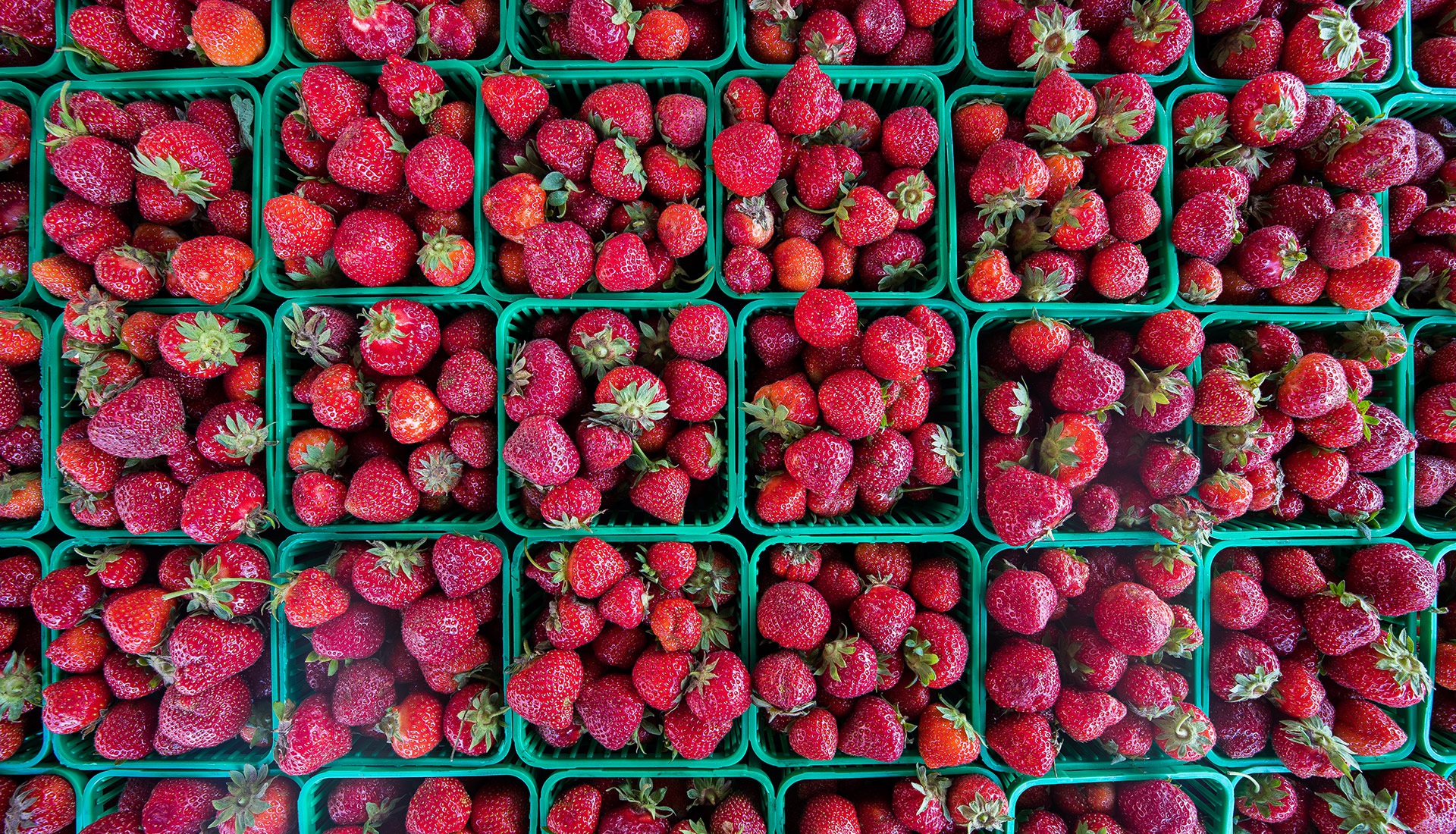 Strawberries DO 10002126 banner