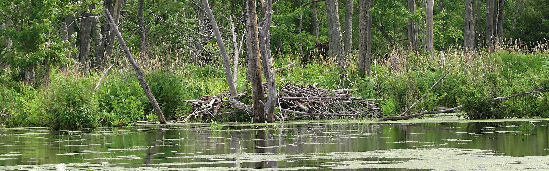 Beaver dam on the edge of the wetlands at the Gardiner, Grace and Neilson Properties