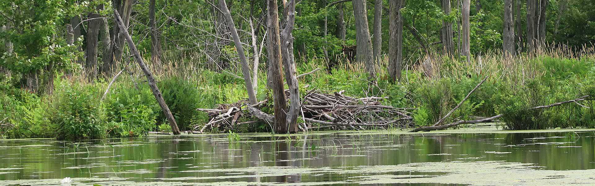 2017 Grace Gardiner Neilson Beaver Dam Edge Of Wetland Banner