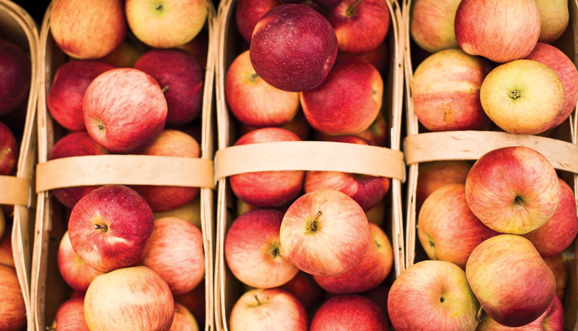Apples Destination Ontario banner 100009921