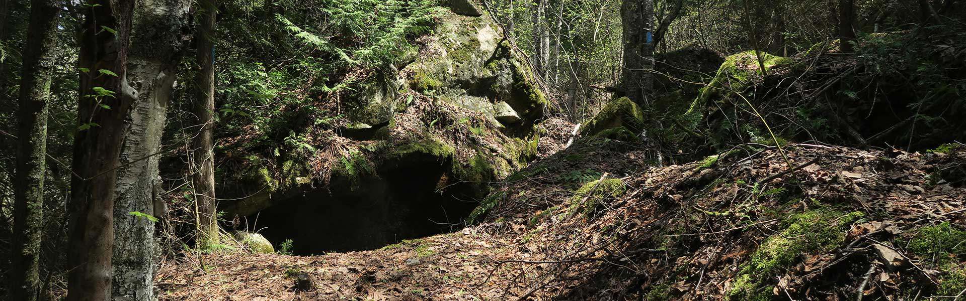 Barrow Bay forest