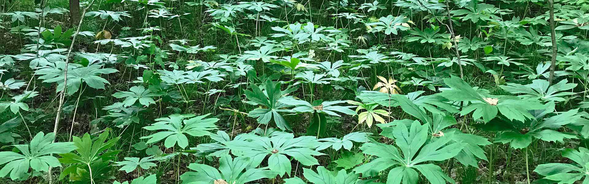 Fleetwood Creek Natural Area (mayapple)