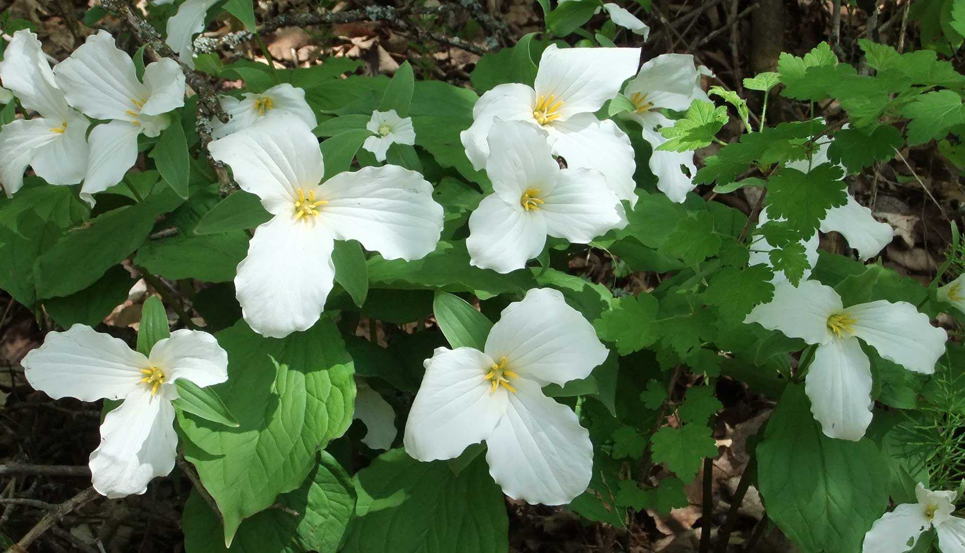 Trilliums at the Fleetwood property