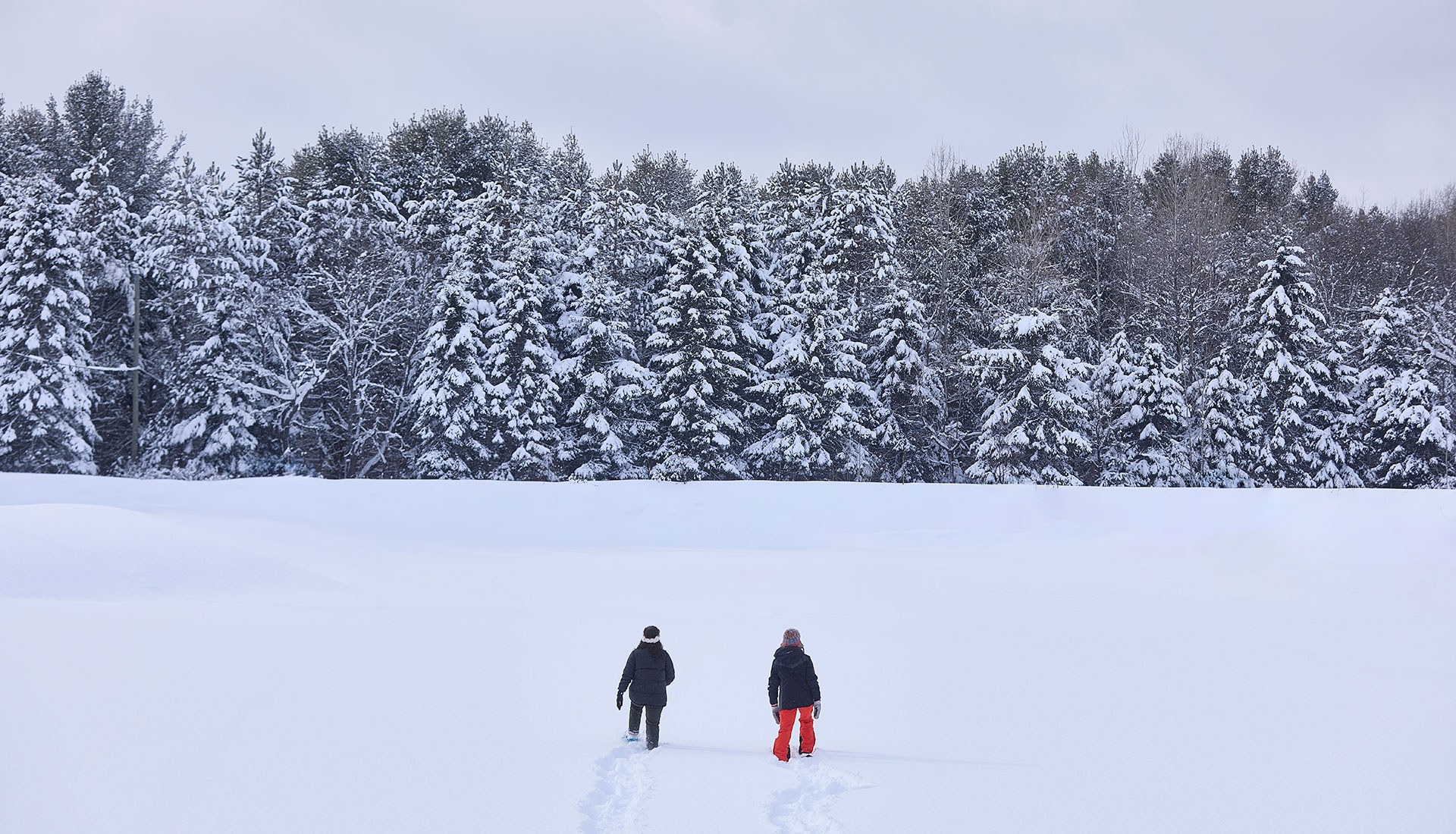 Limberlost Forest DO Photo Peter Lusztyk banner 0 D3 A0262