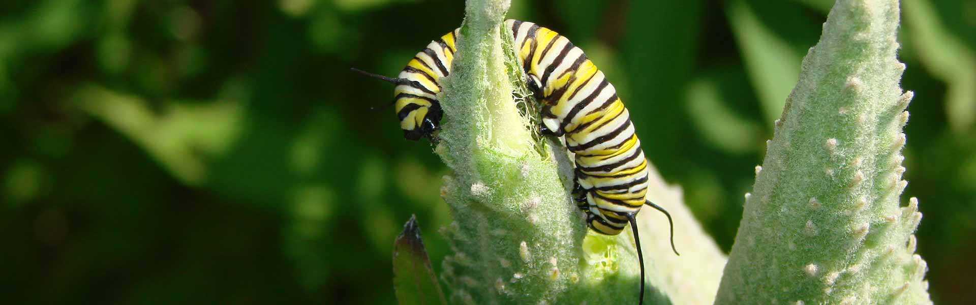 Monarch butterfly caterpillar