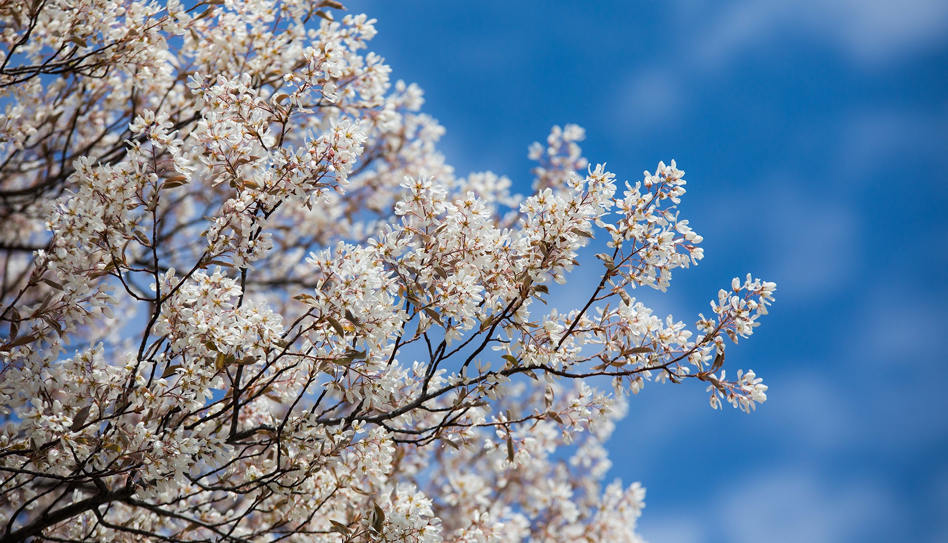 Spring flowering tree Image ON banner