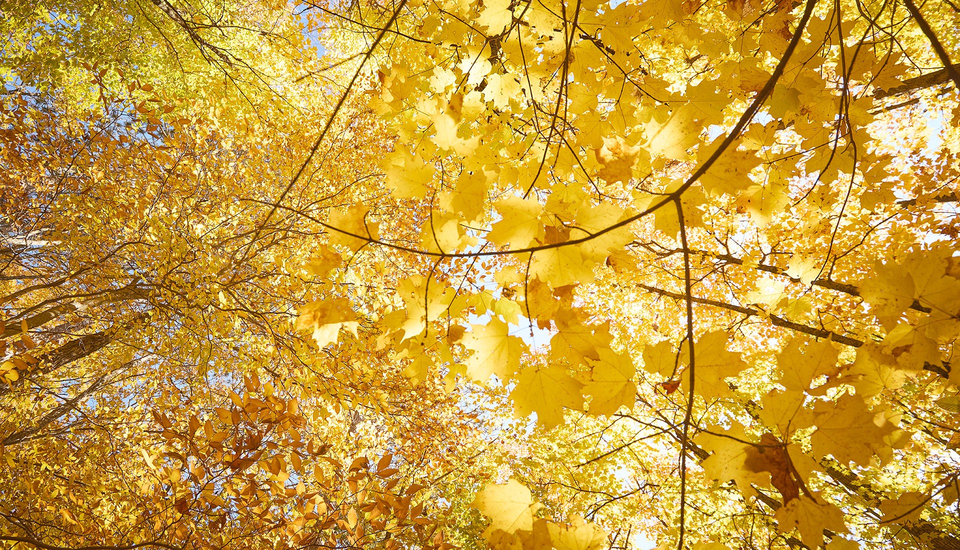 2024 Lookout Trail Algonquin Park 02 DO 10184 Photo Peter Lusztyk banner