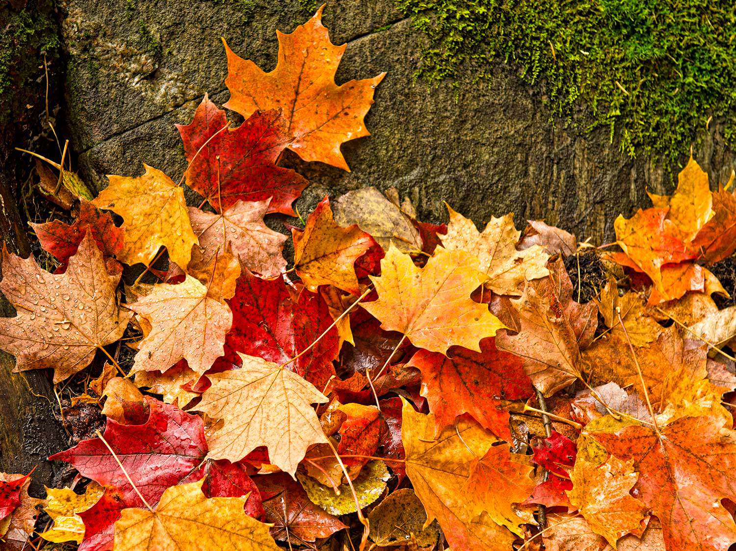 Algonquin Park leaves Photo DO 100007135 1500px