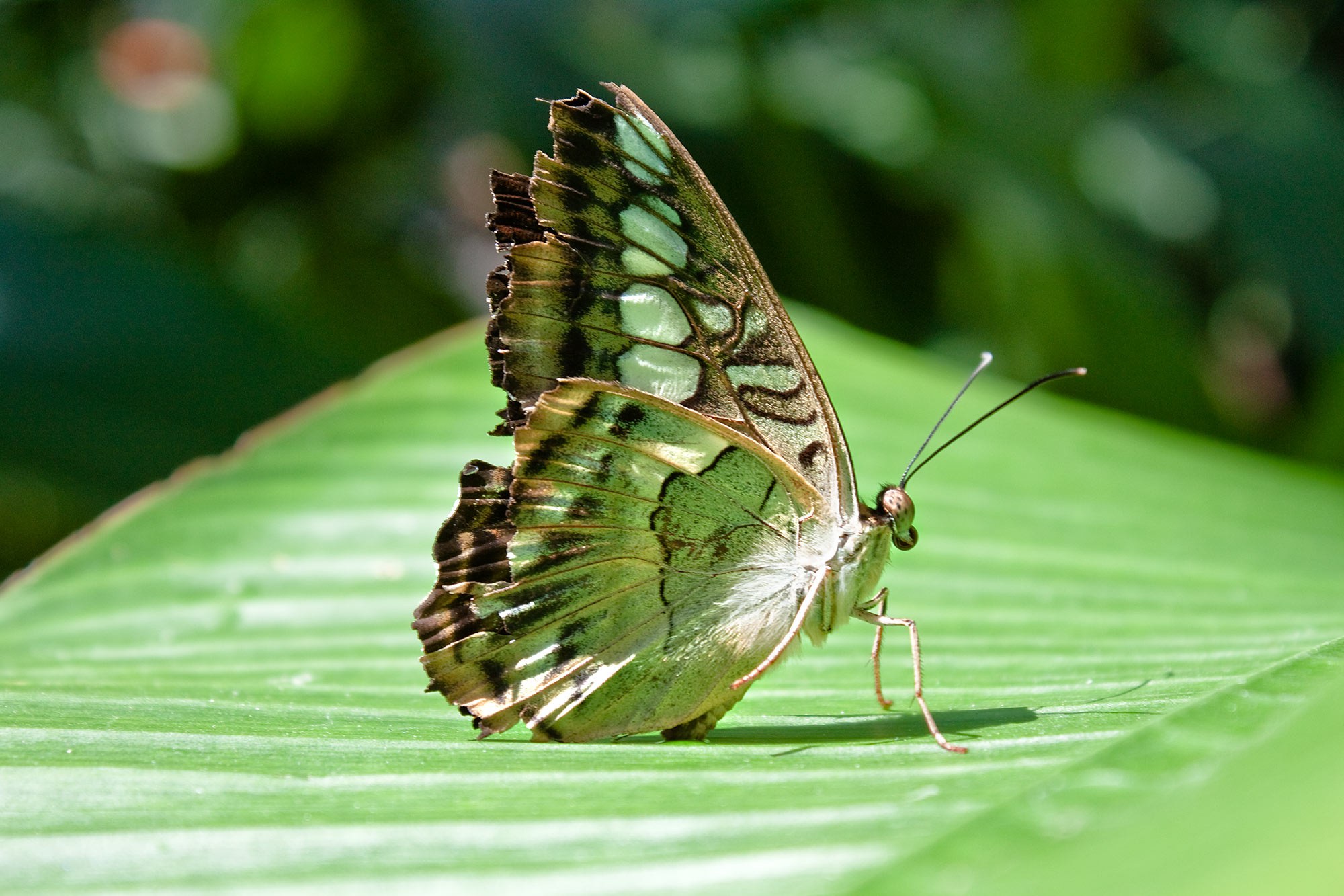 Cambridge Butterfly Conservatory DO 100006096 1500px