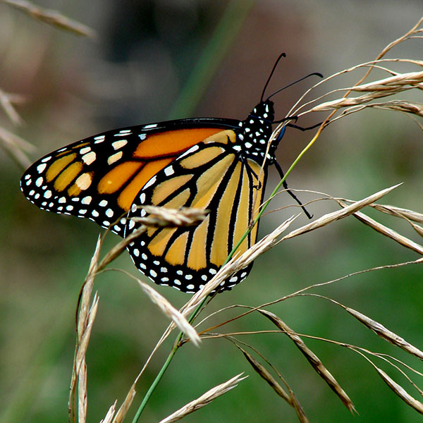 Coopers Falls Monarch Butterfly