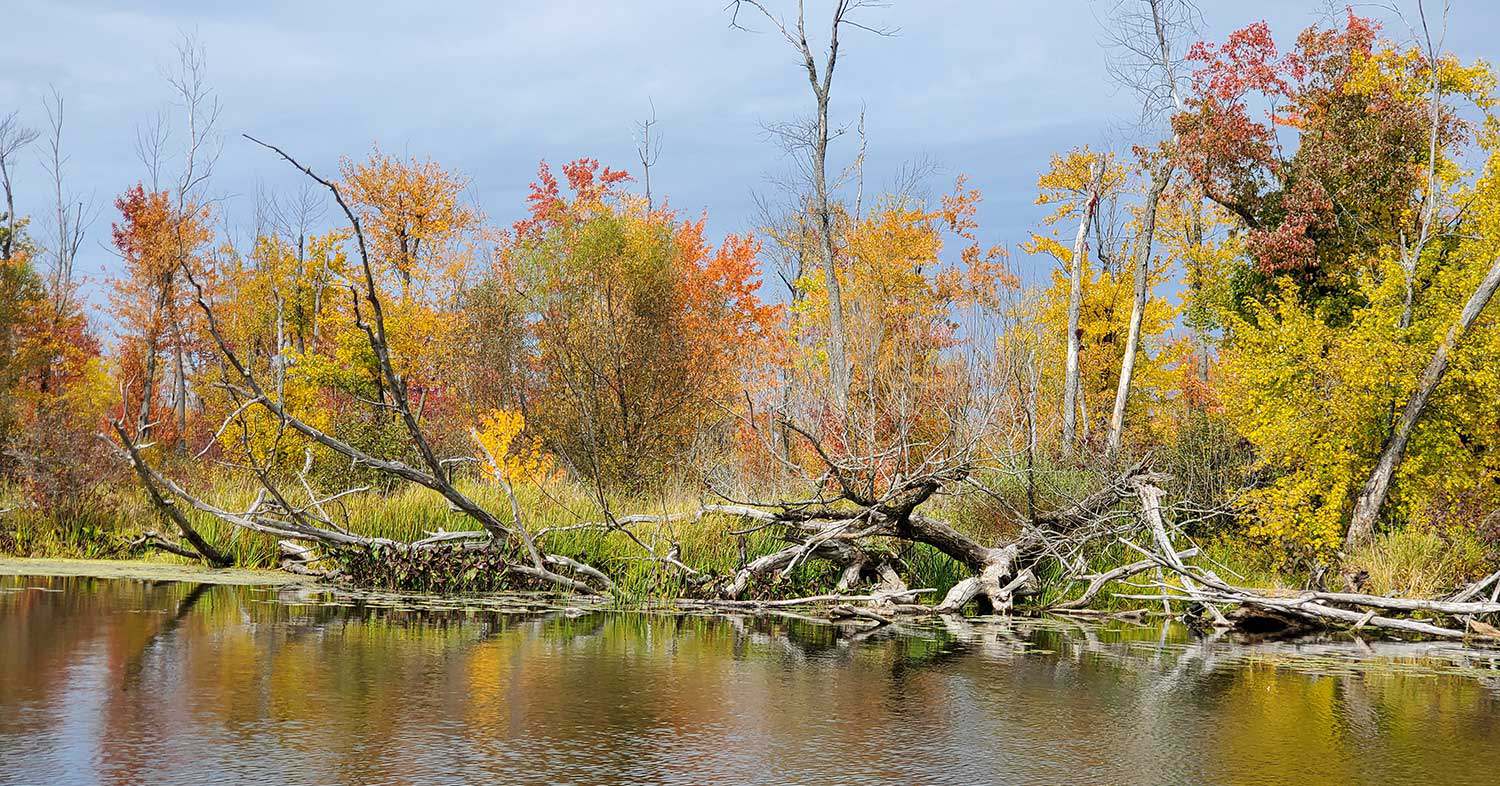 The Gardiner, Grace and Neilson properties, part of the Appleton Swamp in Eastern Ontario, ﻿are managed in partnership with the Mississippi Valley Conservation Authority.