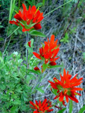 Indian paintbrush grows wild on the Clarke Property