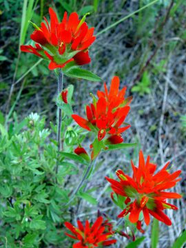 Castilléjies à fleurs sessiles à l’état sauvage dans la propriété Clarke