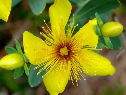Les fleurs d’un jaune vif du millepertuis dans la propriété Clarke