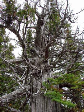 Ancient white cedar on the Clarke Property