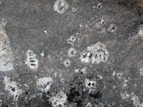Fossiles trouvés sur le rivage dans la propriété Clarke