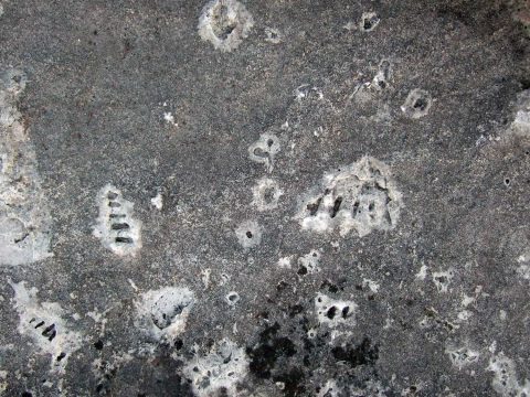 Fossils found on the shores of the Clarke Property