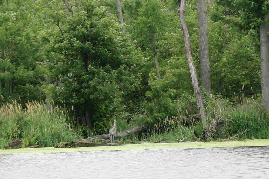 Gardiner, Grace and Neilson Properties (Great Blue Heron)