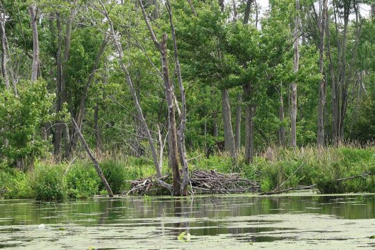 Digue de castor sur la rive du marécage de la zone humide dans les propriétés Gardiner, Grace et Neilson 