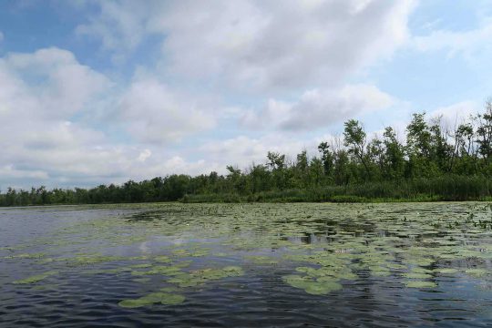 Gardiner, Grace and Neilson Properties (water lilies)