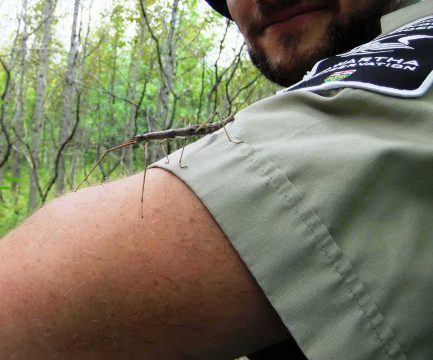 Walking stick bug on a staff person at Kawartha Conservation