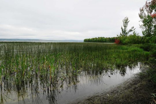 Zone marécageuse sur l’île Great Manitou