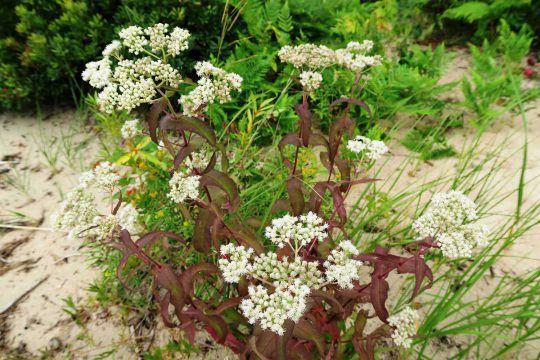 Eupatoire perfoliée sur l’île Great Manitou