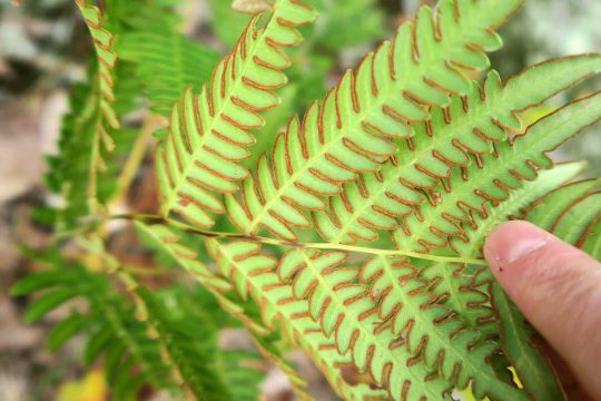 Bracken fern sori at the Great Manitou Island Property