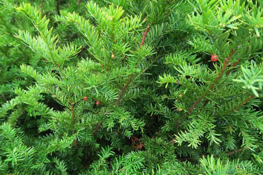 Canada yew with berries, found at the Great Manitou Island Property