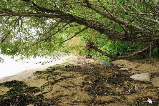 A willow tree on the beach of the Great Manitou Island Property