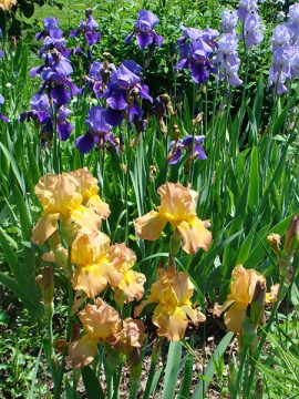 Gardens at the Ashbridge Estate