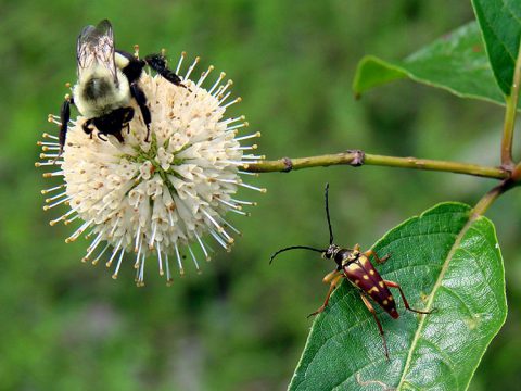 Buttonbush