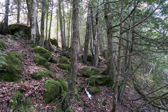 Mixed forest