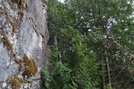 Paroi de falaise de dolomie