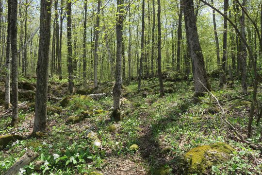 Forêt sur calcaire