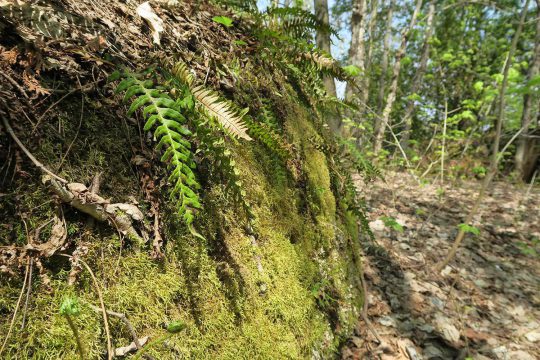 Moss- and fern-covered stones