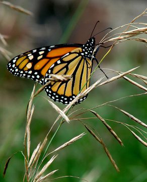 Papillon monarque