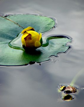 Pond lily