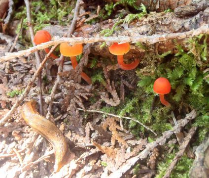 Orange mushrooms at the Fleetwood Creek Natural Area