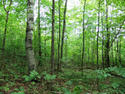 Suivez le sentier forestier de la vallée dans la zone naturelle du Ruisseau Fleetwood