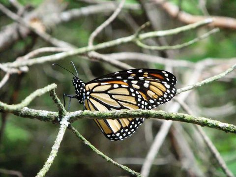 Monarque sur une branche dans la zone naturelle du Ruisseau Fleetwood