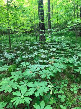 Mayapple at the Fleetwood Creek Natural Area