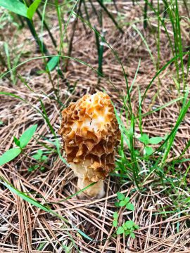 Morel near the trail at the Fleetwood Creek Natural Area