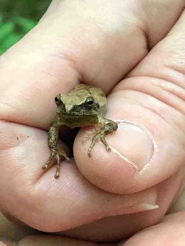 Rainette crucifère dans la zone naturelle du Ruisseau Fleetwood