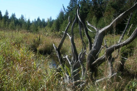 Zone naturelle du Ruisseau Fleetwood