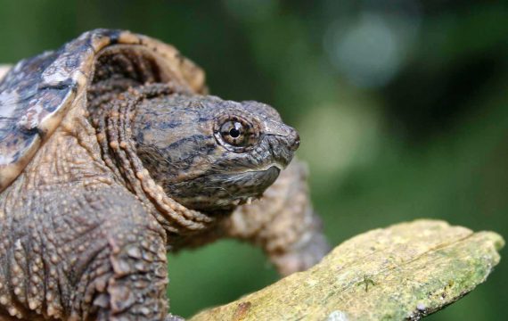 Tortue serpentine dans la zone naturelle du Ruisseau Fleetwood