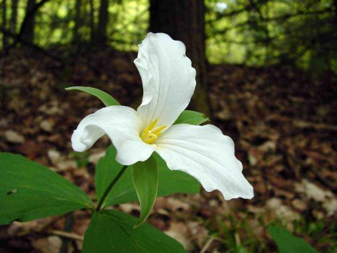 Trillium at the Fleetwood Creek Natural Area