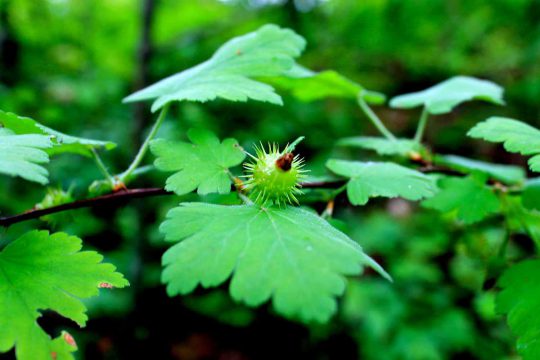 Prickly gooseberry found on the Hambly Property